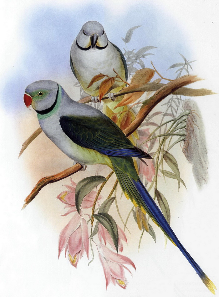 Попугай малабарский ожереловый