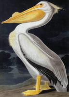 Пеликан американский белый