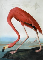 Фламинго красный