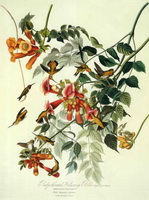 Колибри рубиновогорлый