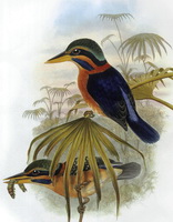 Зимородок малайский лесной