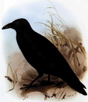 Ворона европейская черная