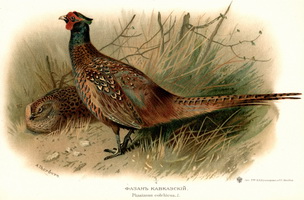 Кавказский фазан